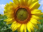 fleur